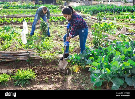 Latina Woman With Shovel Digging In Vegetables Garden Stock Photo Alamy