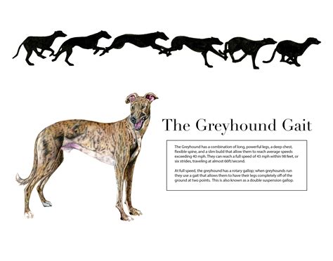 Caitlin Jordan The Greyhound Gait