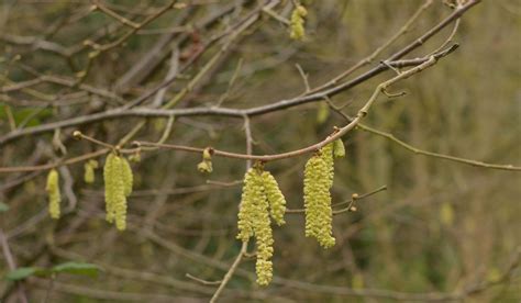 Daisy S Diary Happy Birthday Archie Babe