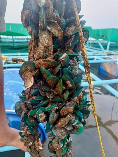 Green Mussels Whole Packaging Size 1 Kg At ₹ 150kg In Ratnagiri Id