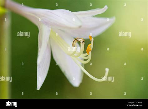 The Flower Of A Plantain Lily Francee Hosta Francee Stock Photo