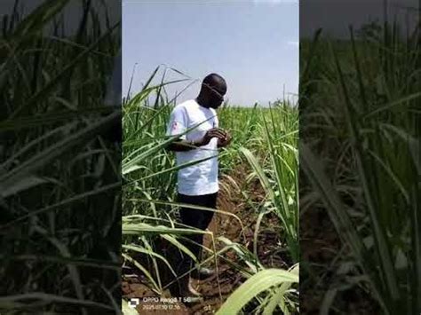 Ratoon Sugarcane Management Yara Fertilizer YouTube