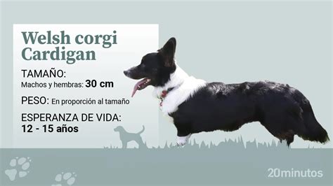 Son Pembroke Welsh Corgis Buenas Mascotas Familiares