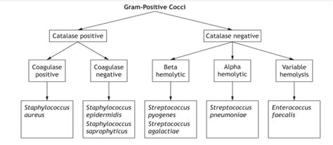 Micro Chapter 3 Gram Positive Cocci Diagram Quizlet