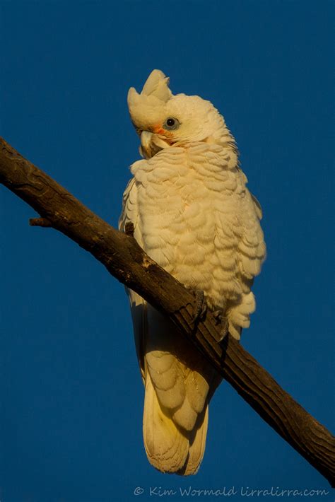Crazy Corellas « lirralirra