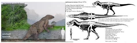 T Rex Size Comparison Chart - Ponasa