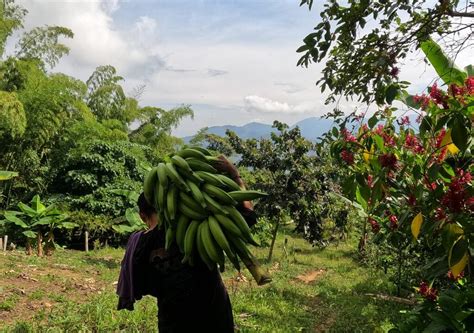 Proyectos Ecol Gicos Colombia Ven A Ayudarnos Mantener Una Eco Fi