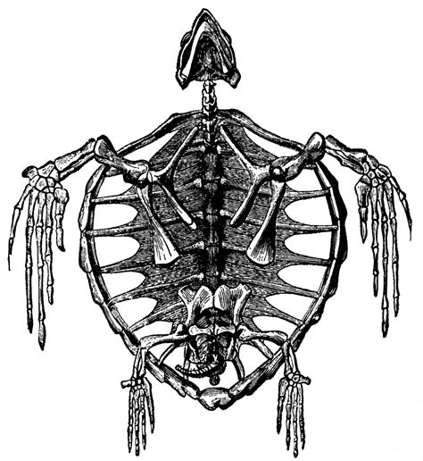 Skeleton of a Turtle | ClipArt ETC | Skeleton drawings, Antique illustration, Animal skeletons