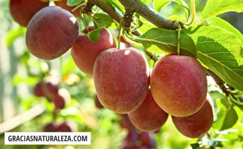 Poda Del Limonero Cómo Y Cuándo Según La Variedad