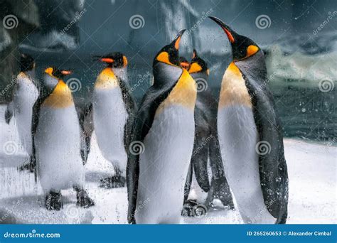 Gold Coast, Queensland, Australia - Arctic Penguins Behind Glass at ...