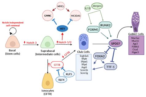 Ijms Free Full Text Transcriptional Regulation Of Airway Epithelial Cell Differentiation