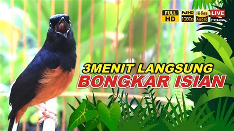 Pancingan Pagi Hari Murai Fighter Ampuh Buat Pancingan Murai Batu