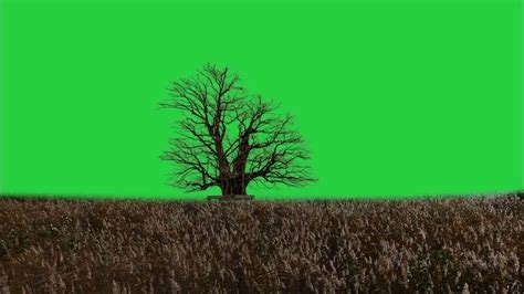 Dried Tree Green Screen Dry Grass Moving On Wind Green Screen 4k Free Video Youtube Dry