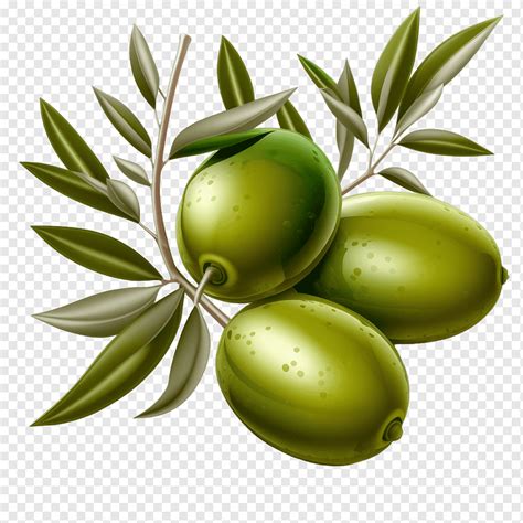 Olive Tree Realistic Olives Png PNGWing