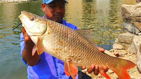 Fishing Rohu Big Fish Catching Fish Fishing Big Fish Video YouTube