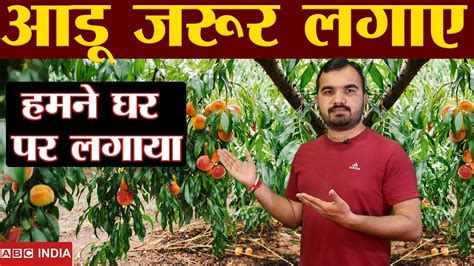 Peach Plant Best Fruit Plant For Home Garden आडू की खेती Adu