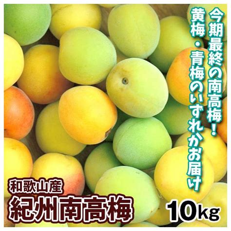 【数量限定】梅 10kg 南高梅 最終セール 黄梅と青梅のいずれかお届け 和歌山産 紀州の南高梅 ご家庭用 送料無料 冷蔵便 食品