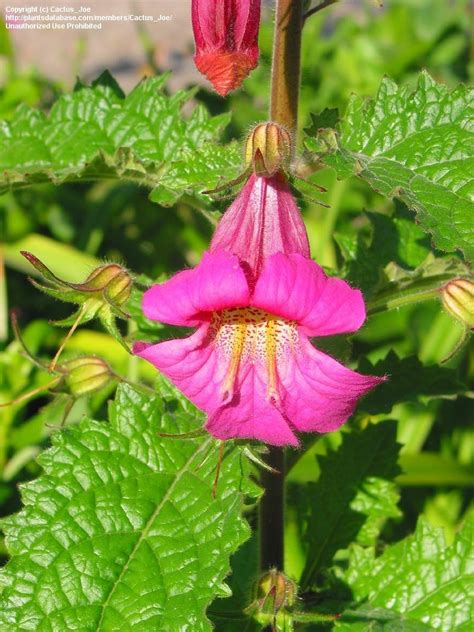 Plantfiles Pictures Chinese Foxglove Rehmannia Elata By Cactusjoe