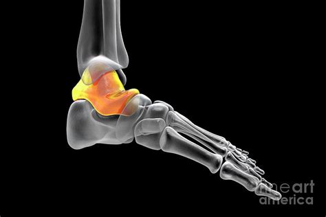 Talus Bone #1 by Kateryna Kon/science Photo Library