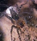 lawn wolf spider (hippasa holmerae)