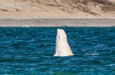 Beluga Whale Or White Whale Delphinapterus Leucas Cunningham Inlet