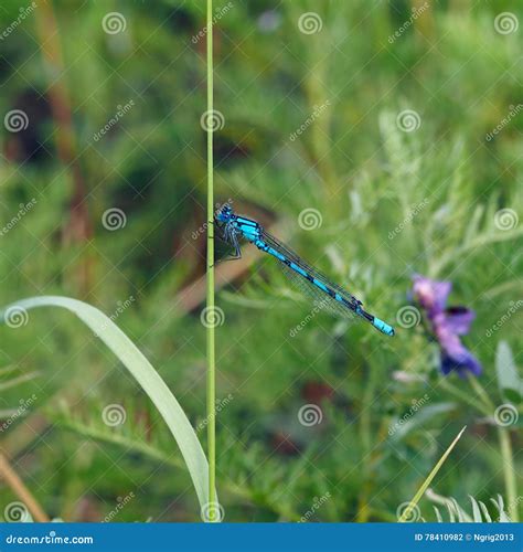 Dragonfly Coenagrionidae Stock Photo Image Of Suborder 78410982