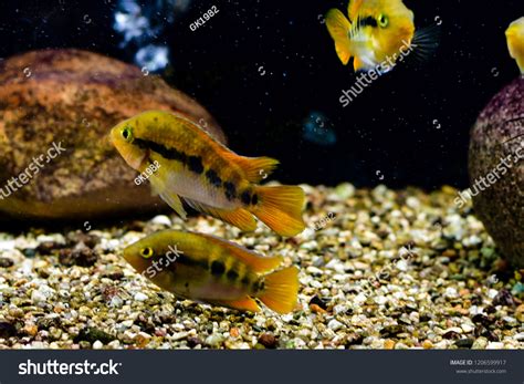 Red Bellied Piranha Pygocentrus Altus Danger Stock Photo 1206599917