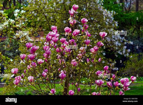 Saucer Magnolia Magnolia X Soulangiana Magnolia Soulangiana Magnolia