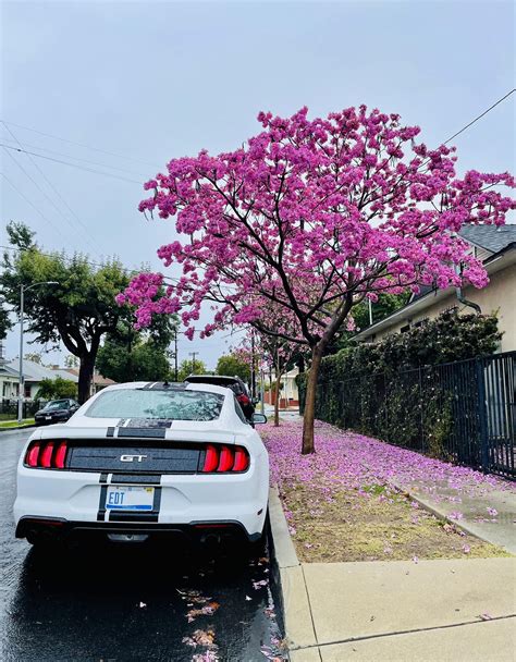 Street parking was extra picturesque yesterday : r/LosAngeles