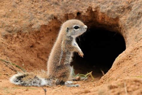 What Do Squirrel Nests Look Like How Do They Build Them