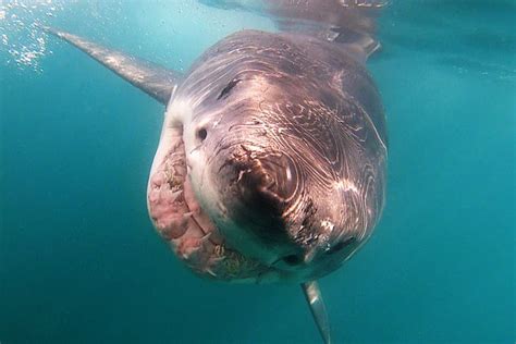 Terrifying Moment Great White Shark Lunges At British Tourist On Board