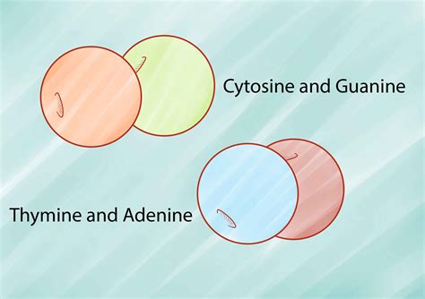 How to Build a DNA Model - wikiHow