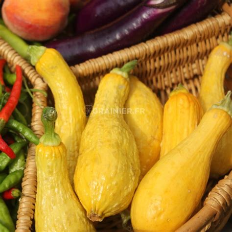 Graines Seeds Courgettes Jaune Col Crookneck Courgette D T Jaune