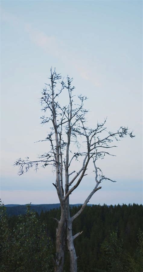 View Of The Trees In A Cliff · Free Stock Video