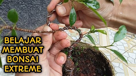 Cara Membuat Bonsai Beringin Benjamina Mini Dan Kimeng Video 8 YouTube