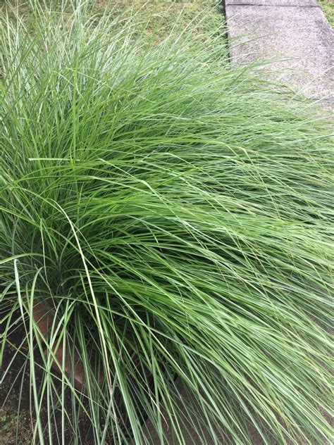 What Is The Optimal Temperature For Weeping Lovegrass Range Effects And Abnormalities