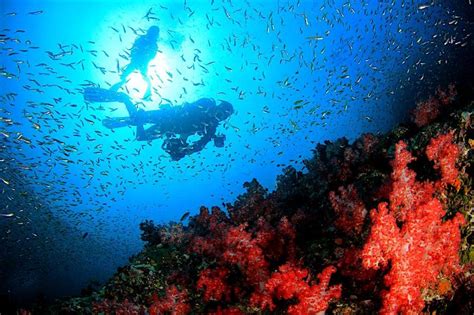 Padi Freediving Course Koh Tao Black Turtle Dive