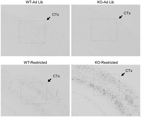 Representative Photomicrographs Of C Fos Expression In The Barrel