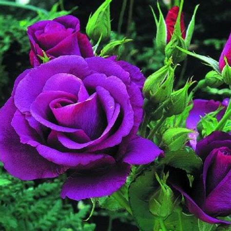 Beautiful Purple Rose Flowers