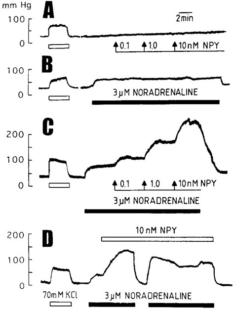 NPY Needs An NE Precontraction To Evoke Vasoconstriction Polygraphic