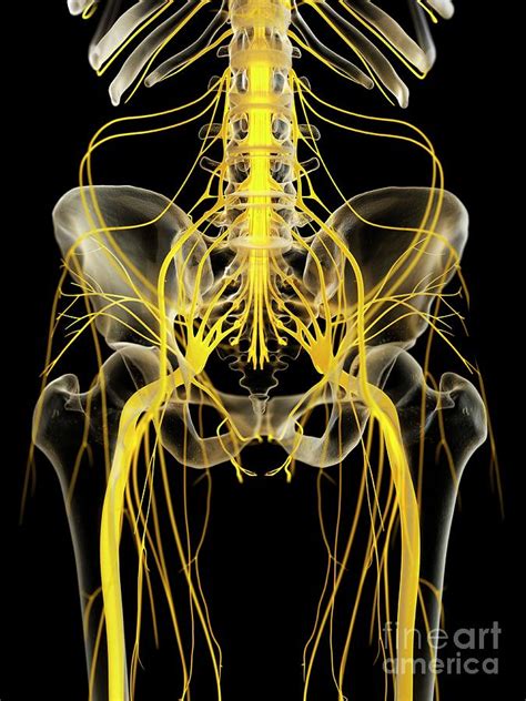 Nerves Of The Pelvis Photograph By Sebastian Kaulitzki Science Photo