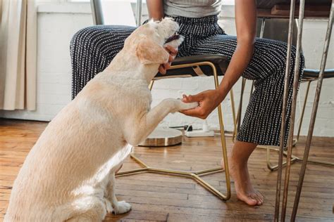 Comment apprendre à son chien à donner la patte AnimauxFun