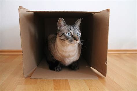 Premium Photo | Cat inside the box