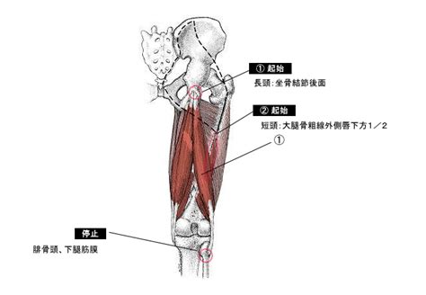 大腿二頭筋の作用と役割（起始停止・神経支配・筋トレメニューなどを徹底解剖）