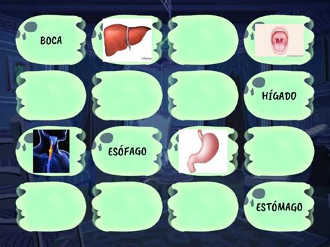 Sistema Digestivo Matching Pairs