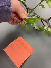 Dendrology Lab 3 Exam Quizlet