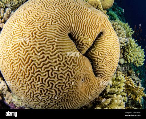 Boulder Brain Coral Hi Res Stock Photography And Images Alamy