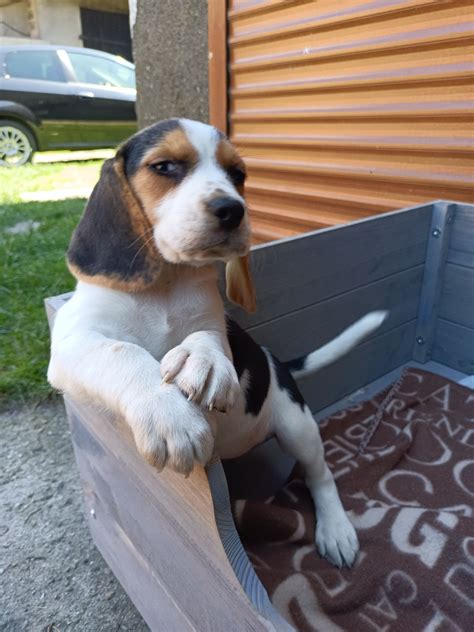 Beagle Sunia Do Odbioru Jaworzno Olx Pl