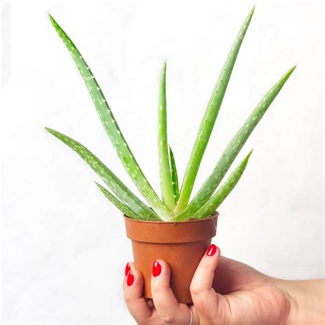 Aloes Zwyczajny ALOE VERA Leczniczy 25cm 13374393882 Oficjalne