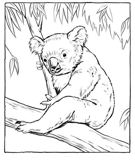 Koala sentado en el Árbol para colorear imprimir e dibujar